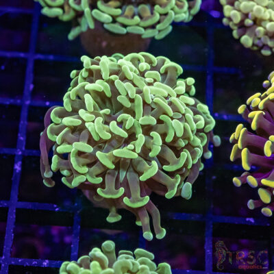 TR Orange Juice Paarancora Hammer H06