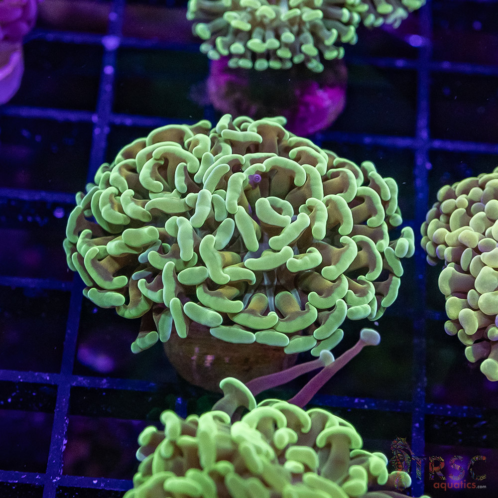 TR Orange Juice Paarancora Hammer H07 3 TR Orange Juice Paarancora Hammer H07