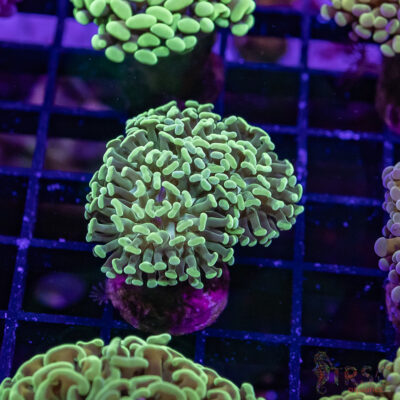 TR Orange Juice Paarancora Hammer H08