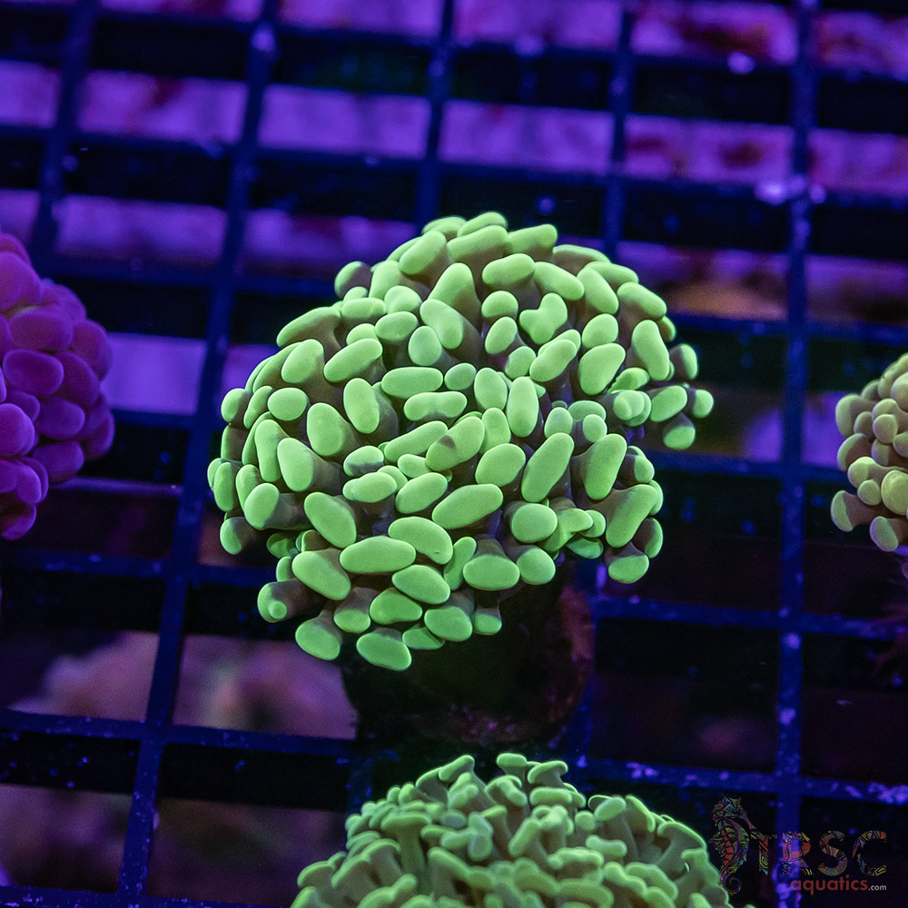 TR Orange Juice Paarancora Hammer H09 3 TR Orange Juice Paarancora Hammer H09