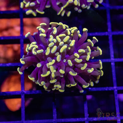 Gold Tipped Frammer I01