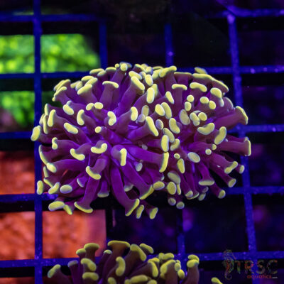 Gold Tipped Frammer I02