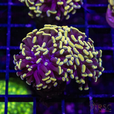 Gold Tipped Frammer I03