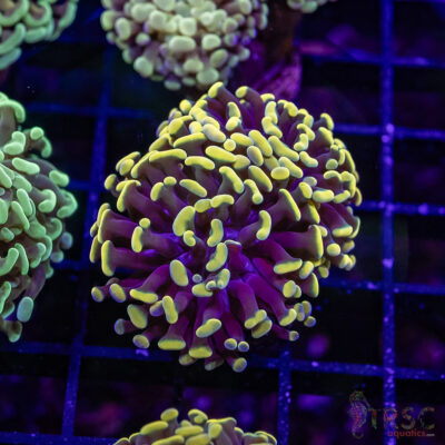 Gold Tipped Frammer I06