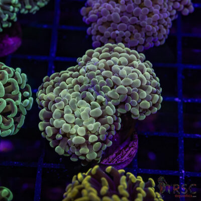 Gold Tipped Frammer I07