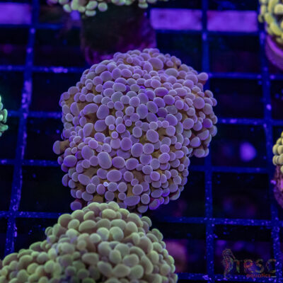 Asian Gold Micro Hammer I08