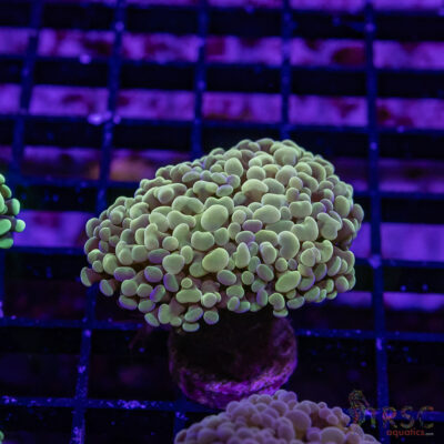 Asian Purple and Gold Micro Hammer I09