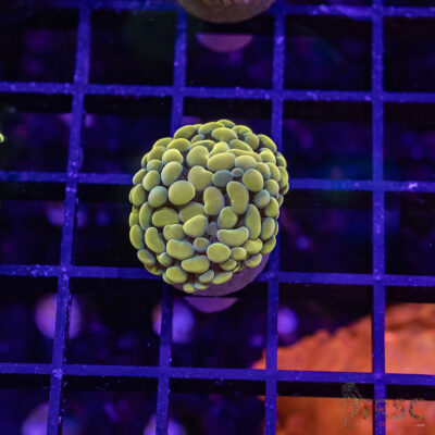 Fools Gold Paarancora Hammer J01