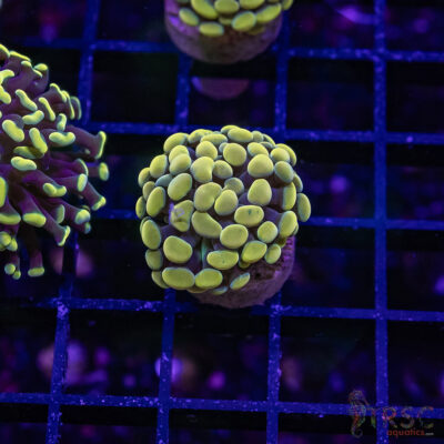 Fools Gold Paarancora Hammer J03