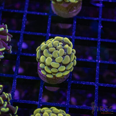 Fools Gold Paarancora Hammer J04