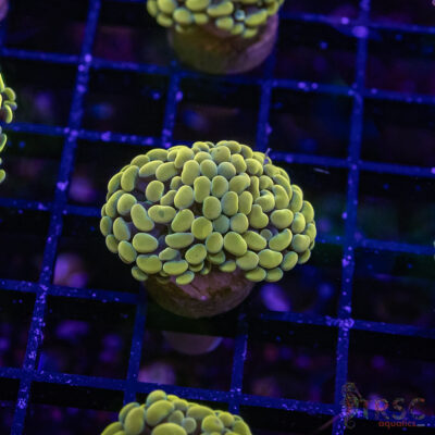 Fools Gold Paarancora Hammer J06