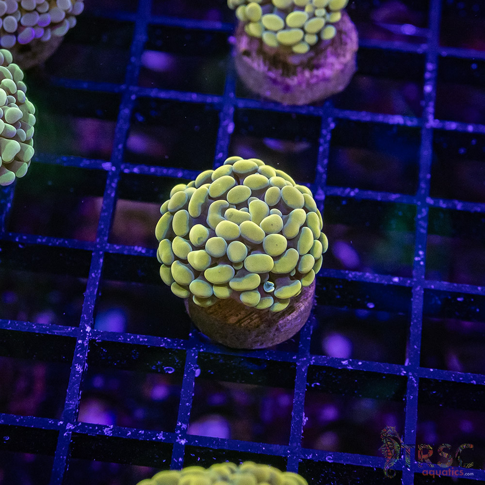 Fools Gold Paarancora Hammer J07 3 Fools Gold Paarancora Hammer J07