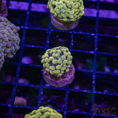 Fools Gold Paarancora Hammer J08