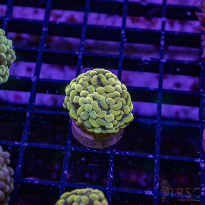 Fools Gold Paarancora Hammer J09