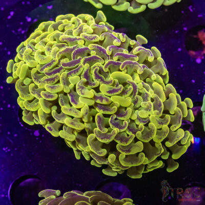 AUS Ultra Yellow Splatter Hammer K02