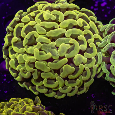 AUS Ultra Yellow Hammer K03