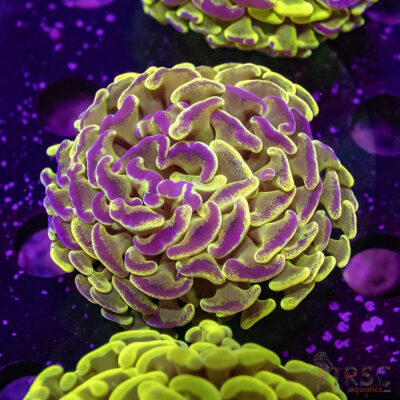 AUS Ultra Yellow Splatter Hammer K04