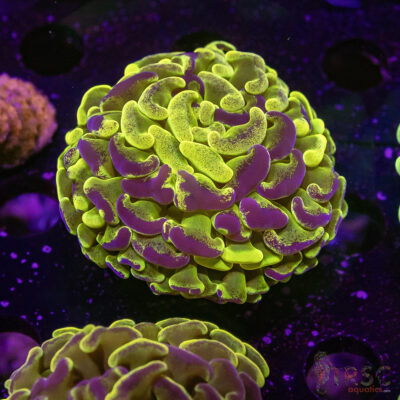 AUS Ultra Yellow Splatter Hammer K05