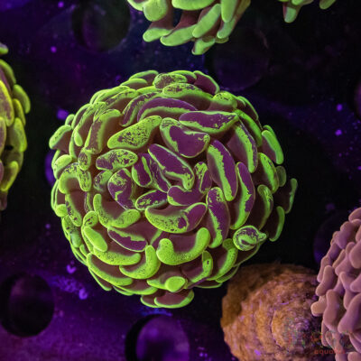 AUS Yellow Green Hammer L01