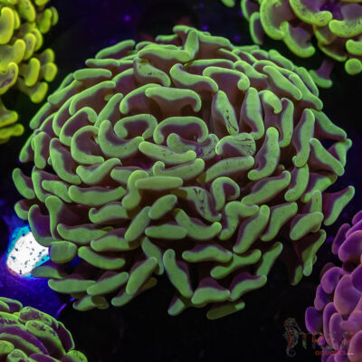 AUS Yellow Green Hammer L02