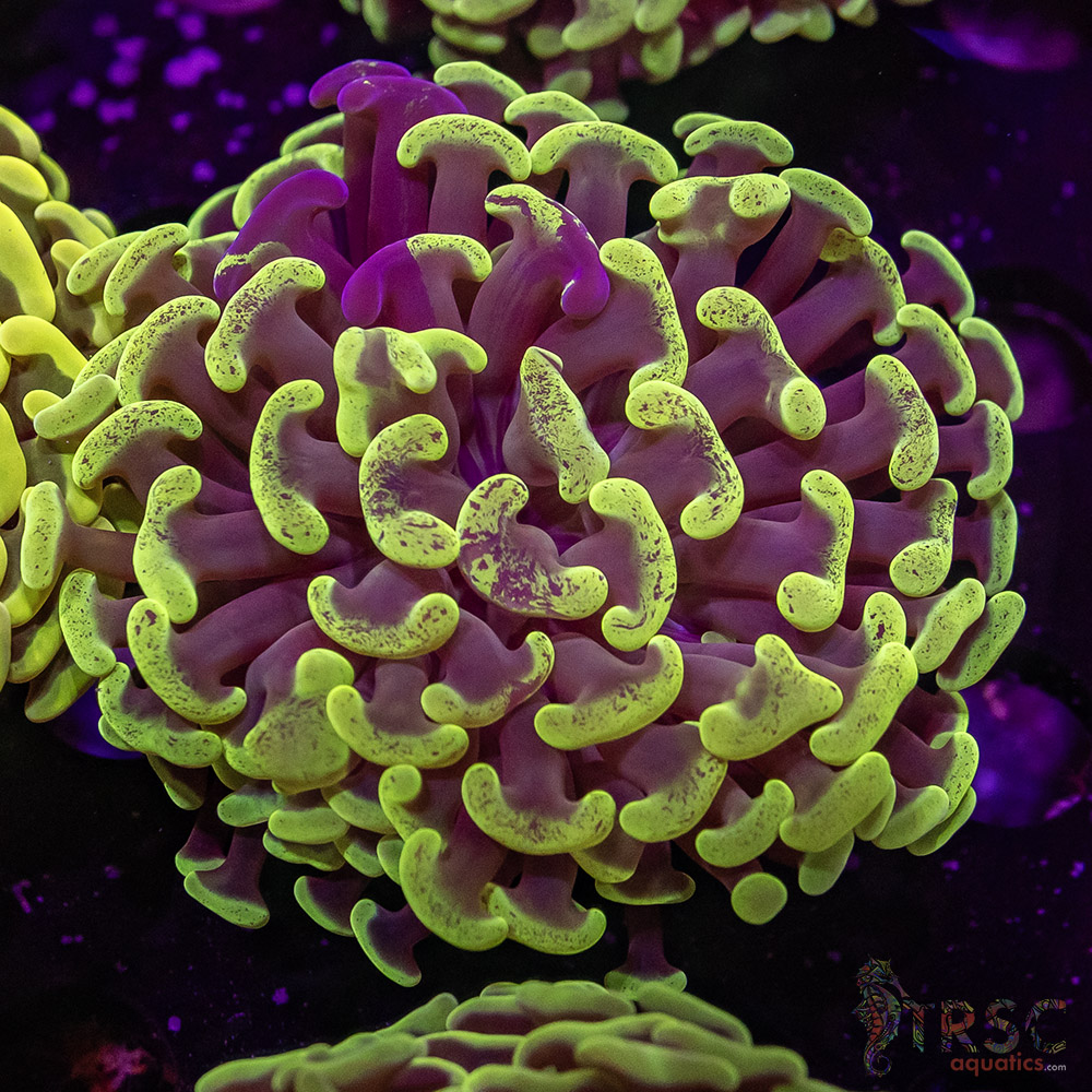 AUS Yellow Green Hammer L03 3 AUS Yellow Green Hammer L03