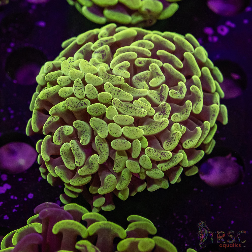 AUS Yellow Green Hammer L04 3 AUS Yellow Green Hammer L04