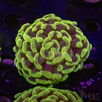 AUS Yellow Green Hammer L05