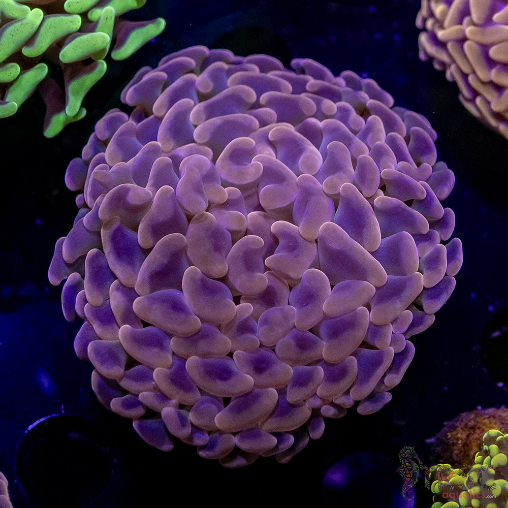 AUS Pink Hammer M02 3 AUS Pink Hammer M02