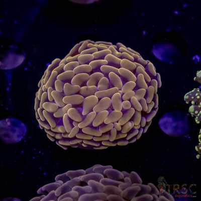 AUS Orange Hammer M03