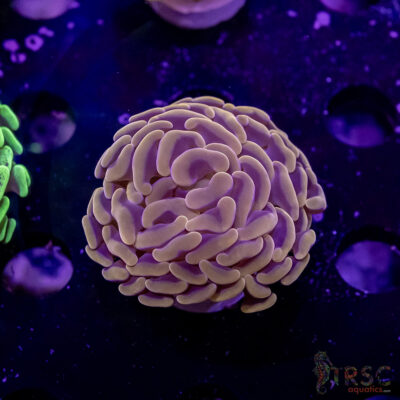 AUS Orange Hammer M04