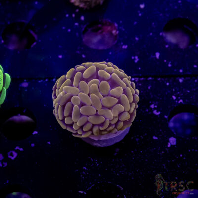 AUS Orange Hammer M05