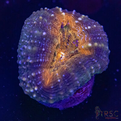 AUS Lobophyllia Frag A01