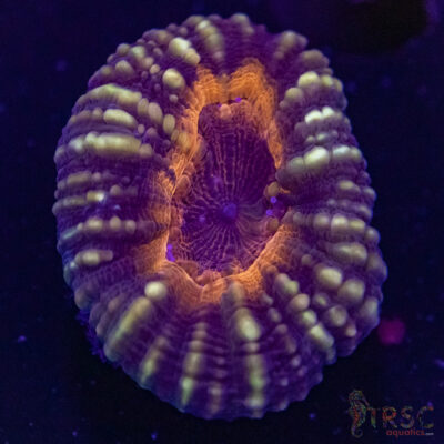 AUS Lobophyllia Frag A02