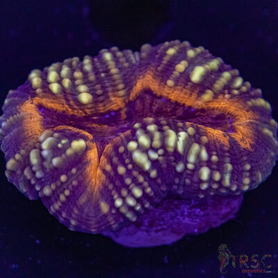 AUS Lobophyllia Frag A03