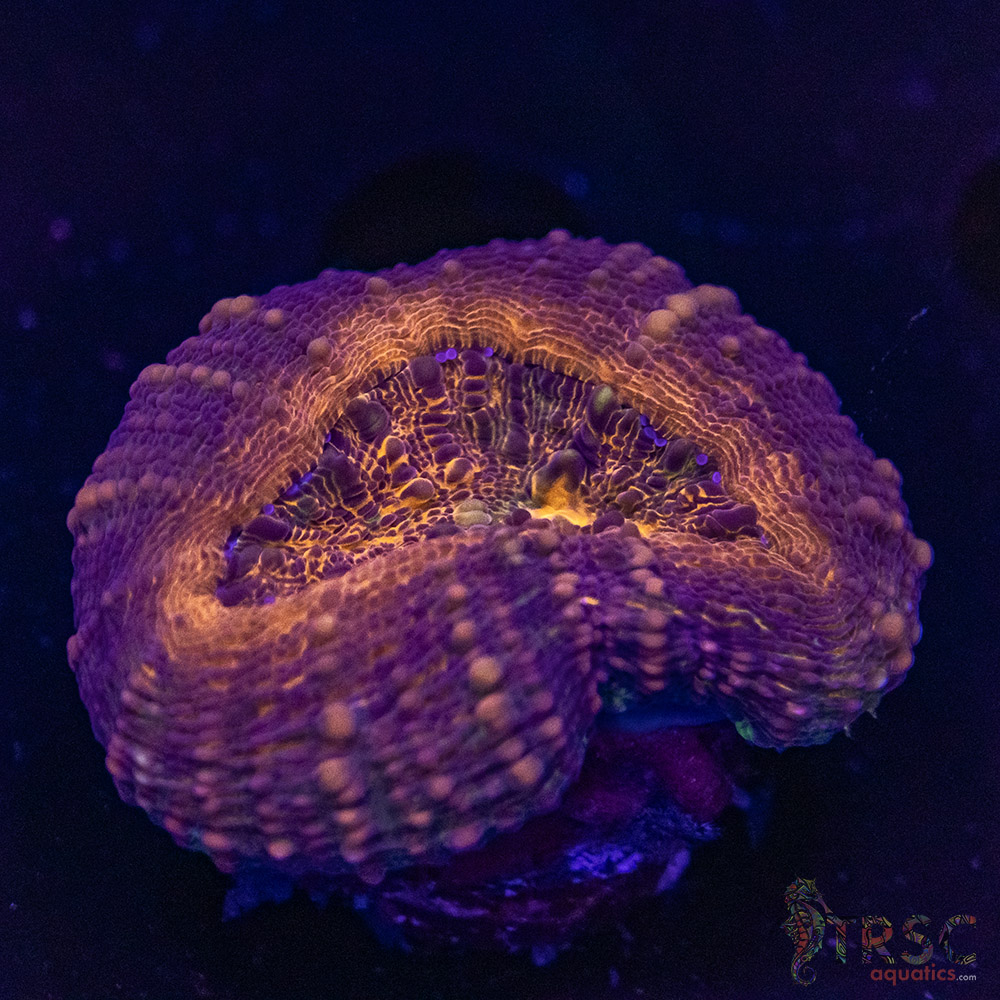 AUS Lobophyllia Frag A04 3 AUS Lobophyllia Frag A04