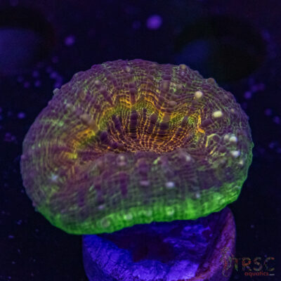AUS Lobophyllia Frag A05