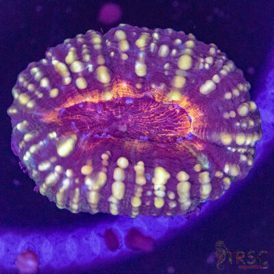 AUS Lobophyllia Frag B01