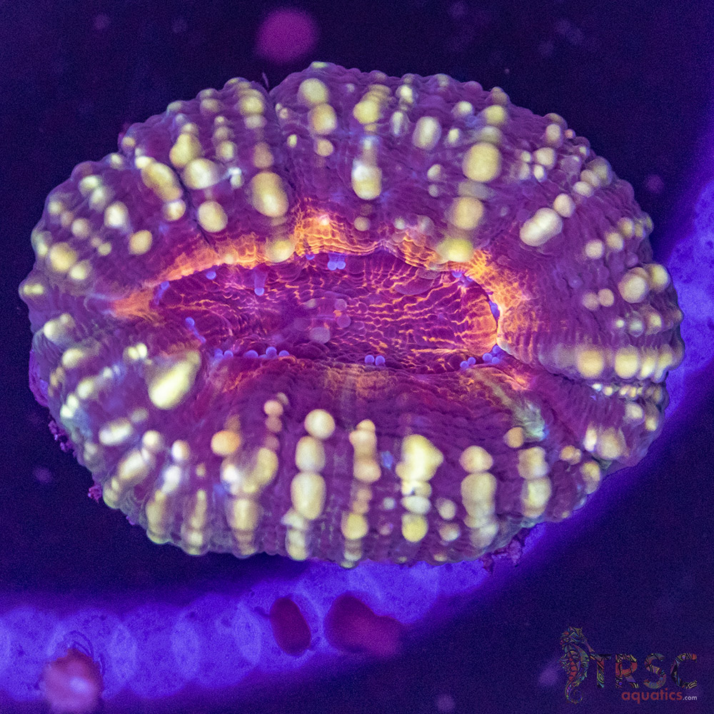 AUS Lobophyllia Frag B01 3 AUS Lobophyllia Frag B01