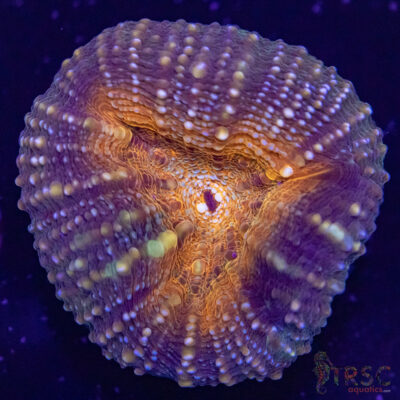 AUS Lobophyllia Frag B02