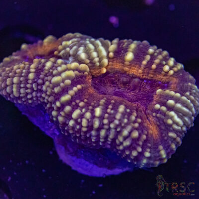 AUS Lobophyllia Frag B03