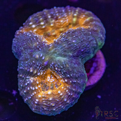 AUS Lobophyllia Frag B04