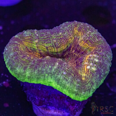 AUS Lobophyllia Frag B05