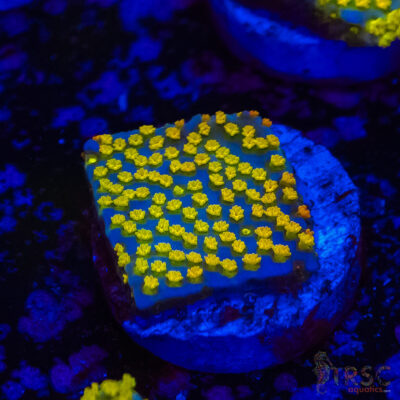 Rainbow Montipora A01
