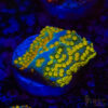 Rainbow Montipora A02