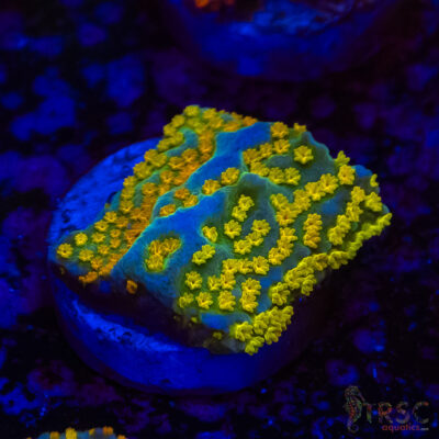 Rainbow Montipora A02