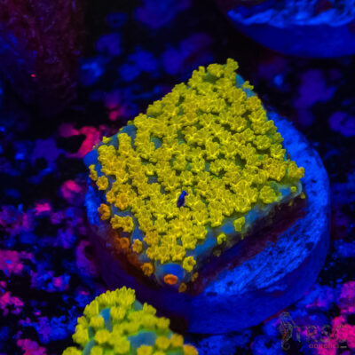 Rainbow Montipora A03