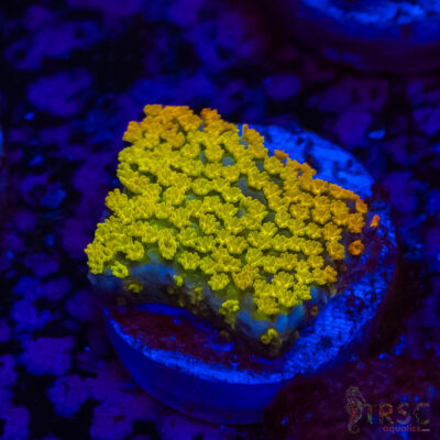 Rainbow Montipora A04