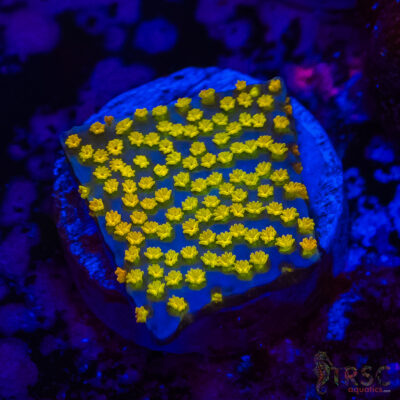 Rainbow Montipora A05