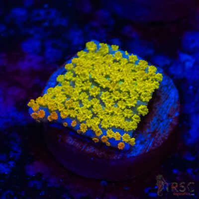Rainbow Montipora A06