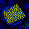 Rainbow Montipora A07